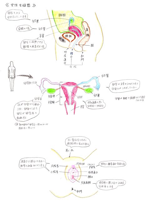 陰部生倉|女性の外性器